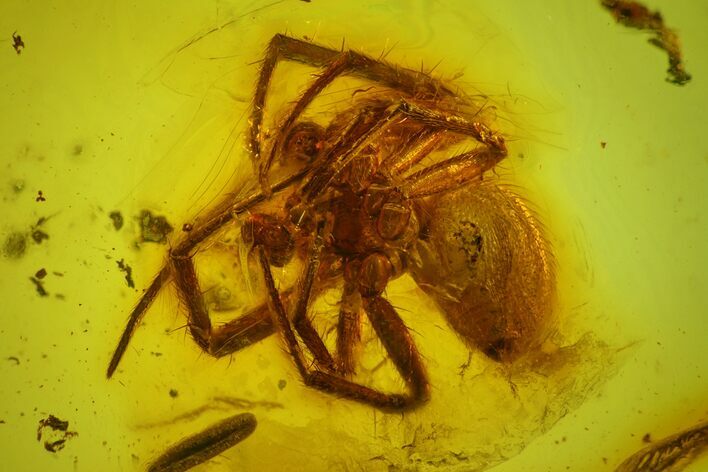 Detailed Fossil Spider (Araneae) in Baltic Amber #163531